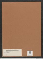 Navicula sp. (de-Toni-Nr.: Genus 1, Species 109) Zeichnungen Sammlung Grunow Mappe 00797 (Herbarium_W_Grunow_drawings_Folder_00797)
